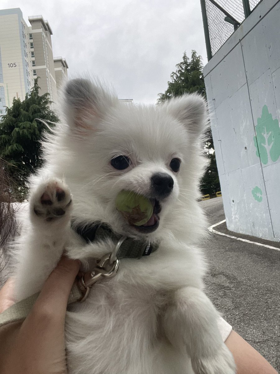 애기시절 산책중에 뭔가 매실?같은걸 주웠은
가져가겠다고 고집을 부렸슨