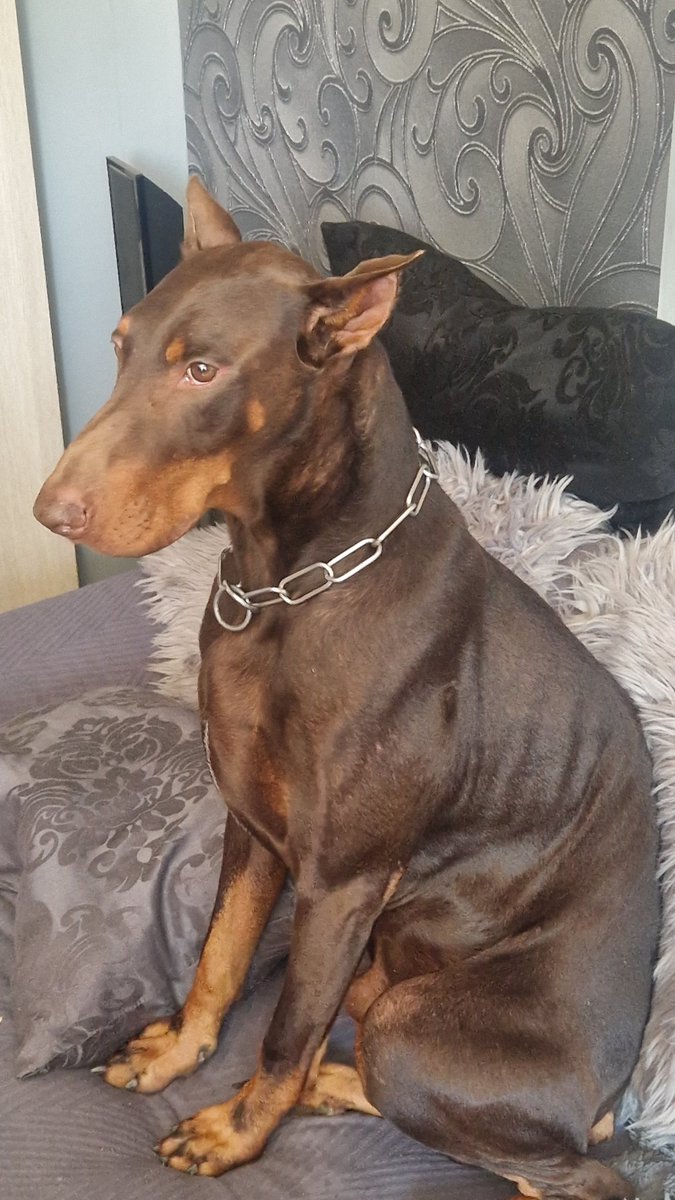 How this mf chilling after he shatted all over my room ))))