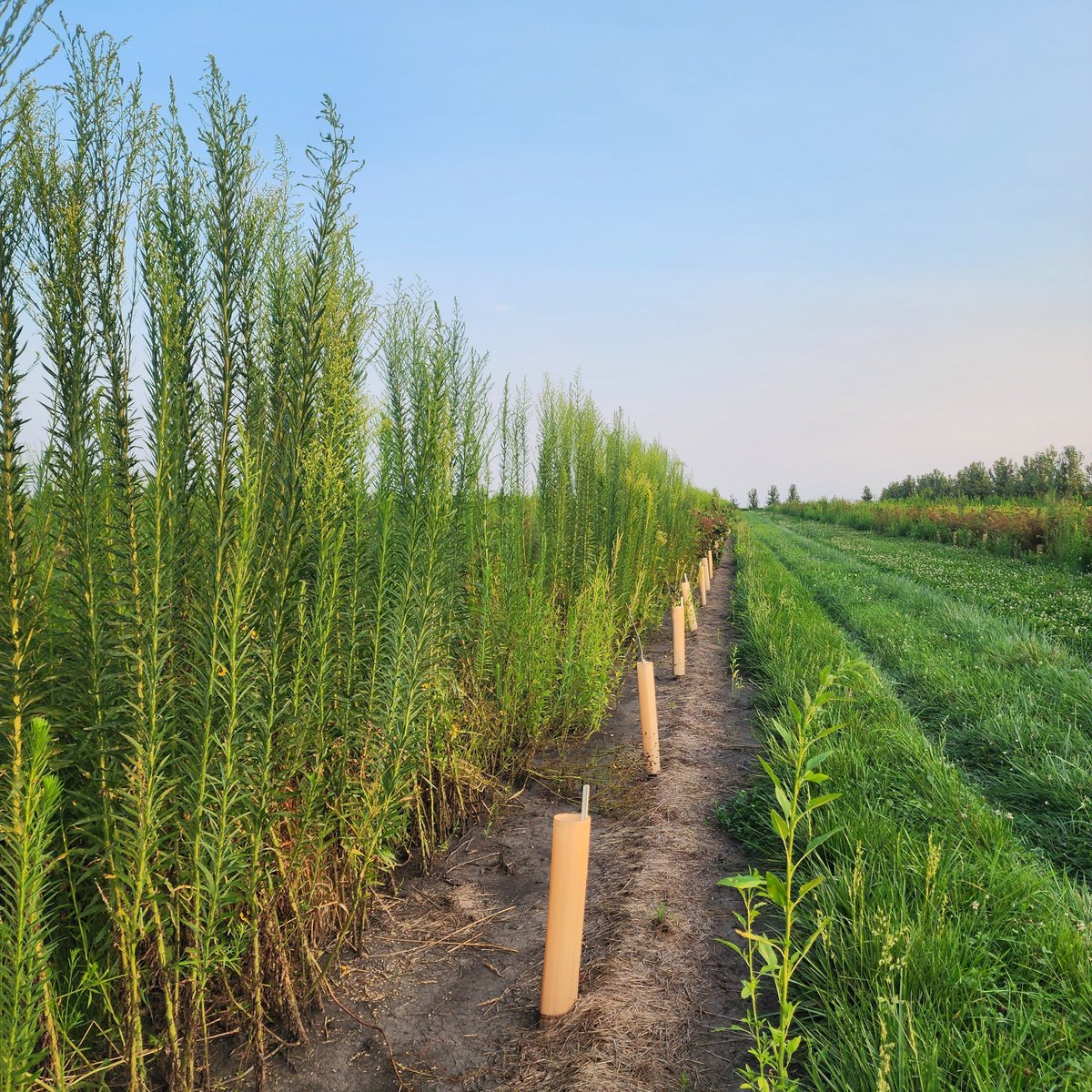 For our next #WeedWednesday, let's turn our attention to Marestail (Conyza canadensis), also known as Horseweed! 🐴 This native annual can be a significant challenge, especially in no-till systems and disturbed areas. What makes it tricky? Its prolific seed production (up to