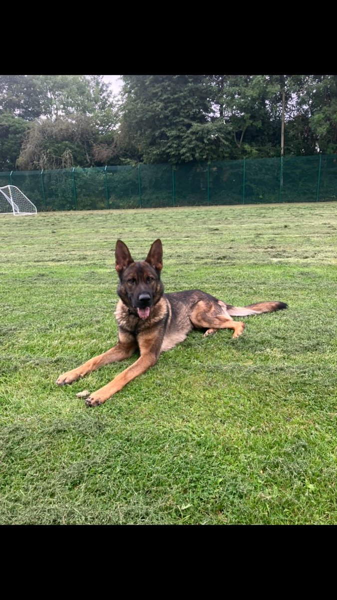 You can run. You can try to hide. You can't get away from PD Donnie. After a pursuit 2 suspects made off into dense woodland. Within minutes of his arrival PD Donnie located both attempting to hide in the undergrowth. Drugs and weapons recovered inside the abandoned vehicle.