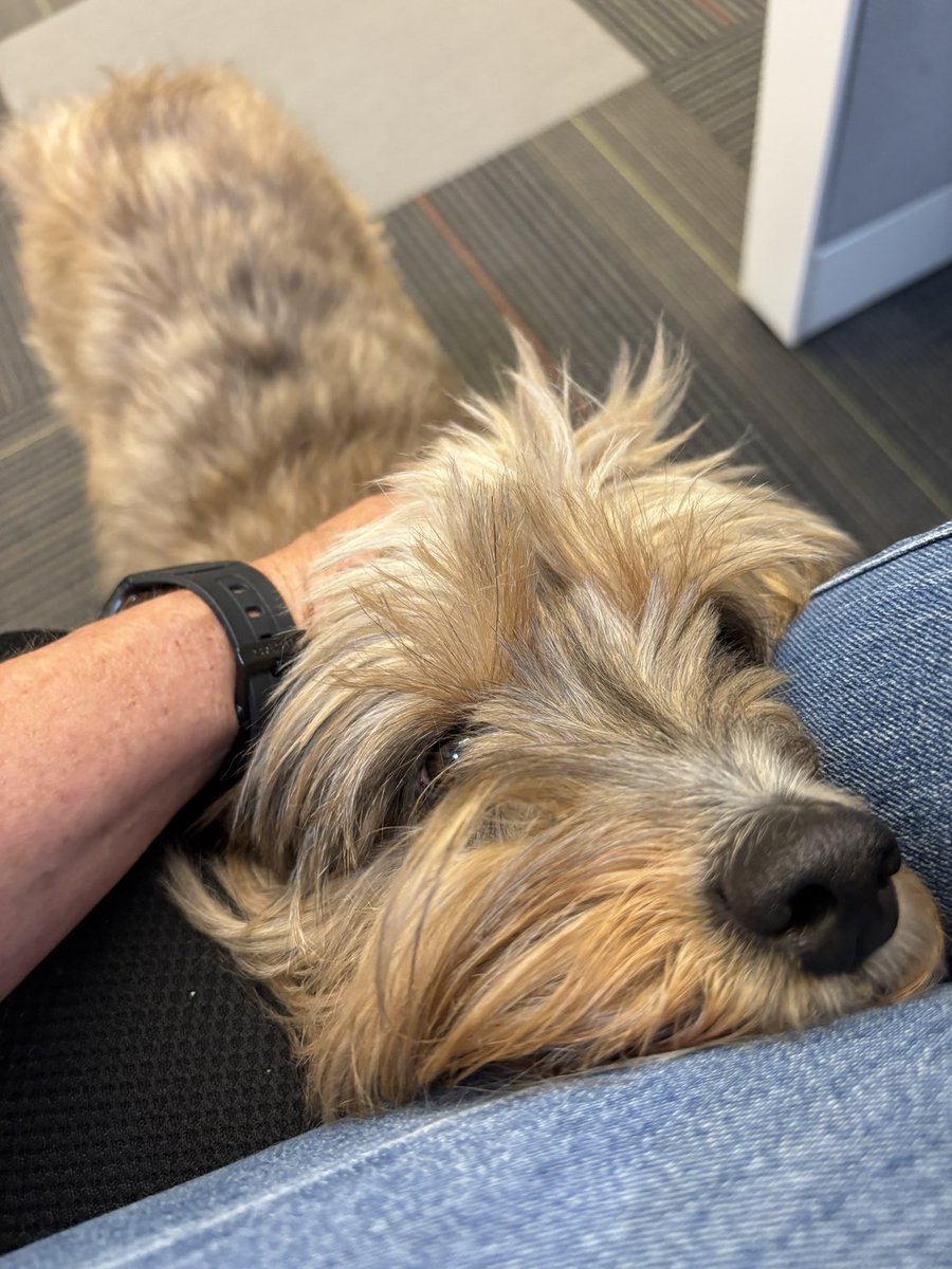 lizzielulu_'s tweet photo. Dogs with beards are so funny. #workdoggo https://t.co/qXuZlieAp4