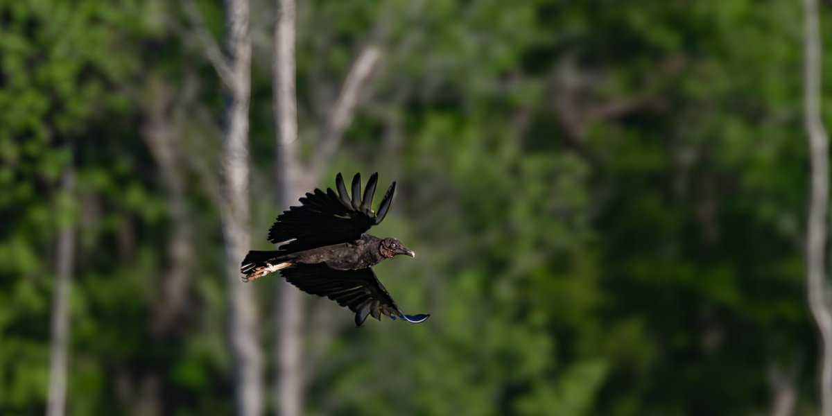 Welcome to My American Morning
Good morning, Folks. At this point back in April, there were still a lot of vultures in the West Bay area — graceful in flight, but with a face that only a mother could love.

Black Vulture in flight — Conestee Nature Preserve in SC — Apr 2025