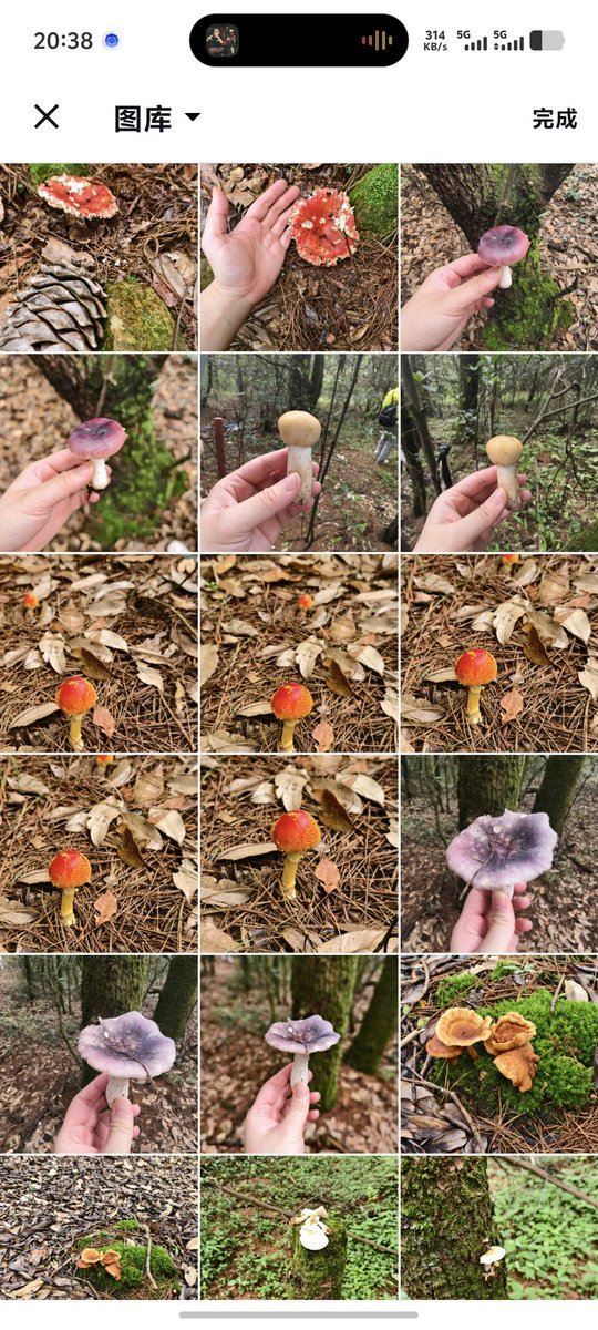 周末去爬山了，学会辨别几种蘑菇，能吃的都采回来了。