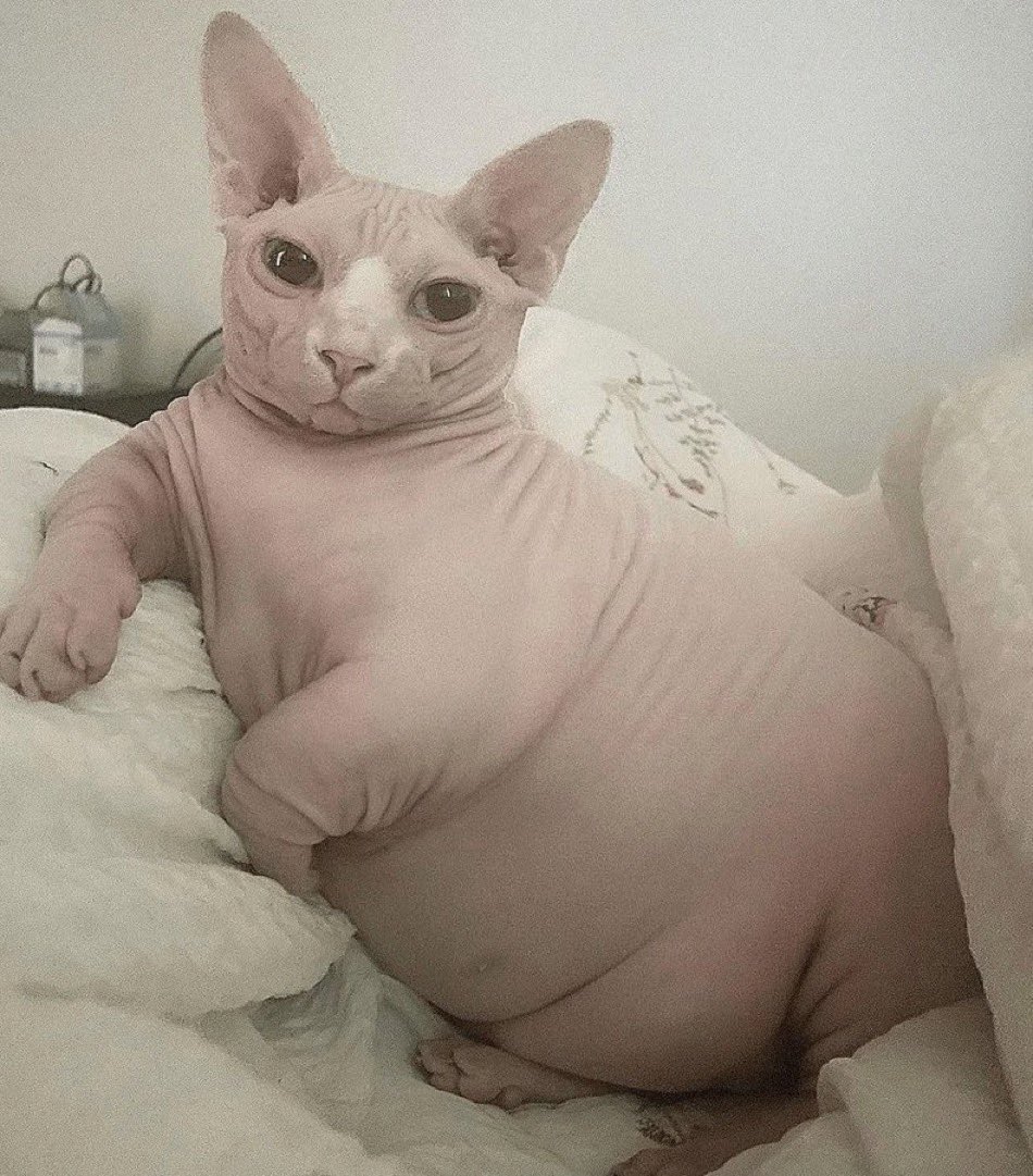 europe imported 100 million migrants and gave them all housing and food and $1000/month

study the kaito ecosystem