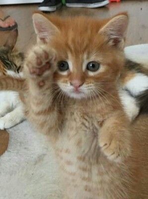 Anxin Files (@zhouanxin_files) on Twitter photo 