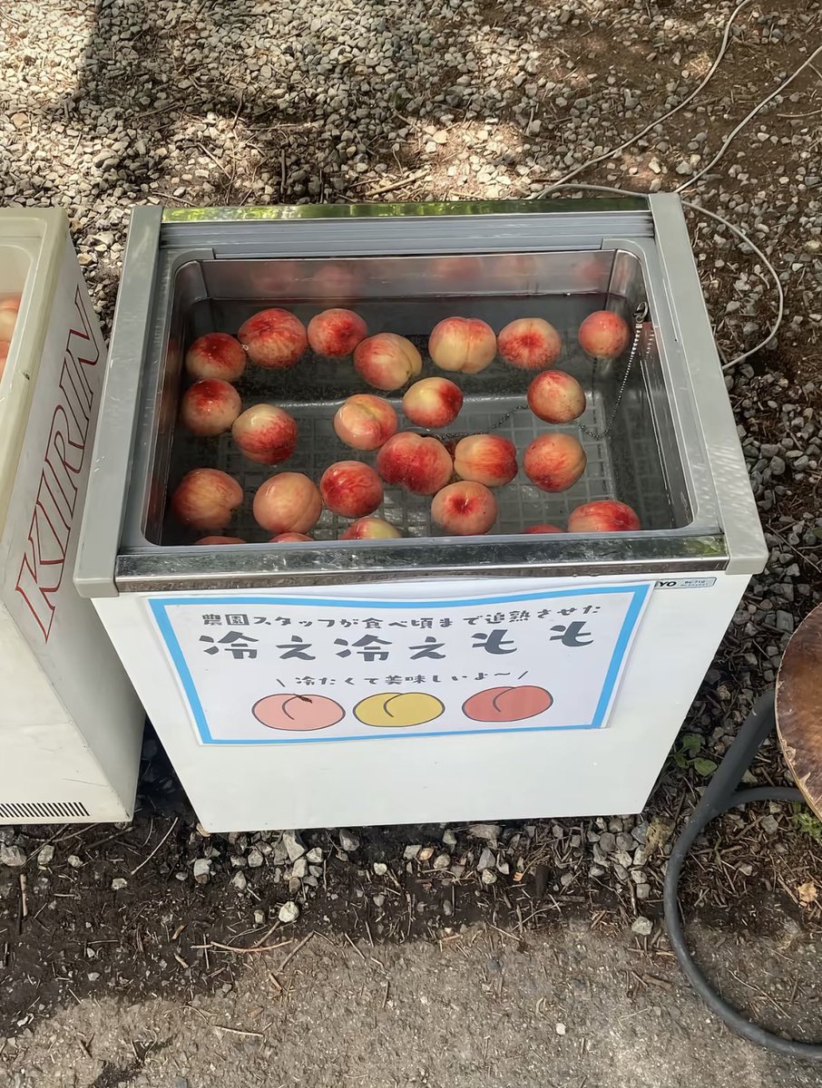 runrrun25's tweet photo. ももまるごと7個もたべた！🍑
明日は陶芸しにいくのよ https://t.co/Jj8fpUCobV