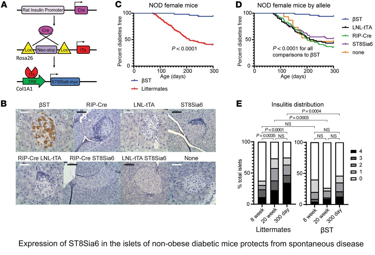 Journal of Clinical Investigation (@jclinicalinvest) on Twitter photo Autoimmune β cell destruction causes type I diabetes, but efforts to modify the immune response have yet to produce a cure.
Virginia S. Shapiro & team <a href="/MayoClinic/">Mayo Clinic</a> discover expression of the enzyme ST8Sia6 in β cells prevents islet-specific autoimmune diabetes in mice: Autoimmune β cell destruction causes type I diabetes, but efforts to modify the immune response have yet to produce a cure.
Virginia S. Shapiro & team <a href="/MayoClinic/">Mayo Clinic</a> discover expression of the enzyme ST8Sia6 in β cells prevents islet-specific autoimmune diabetes in mice: