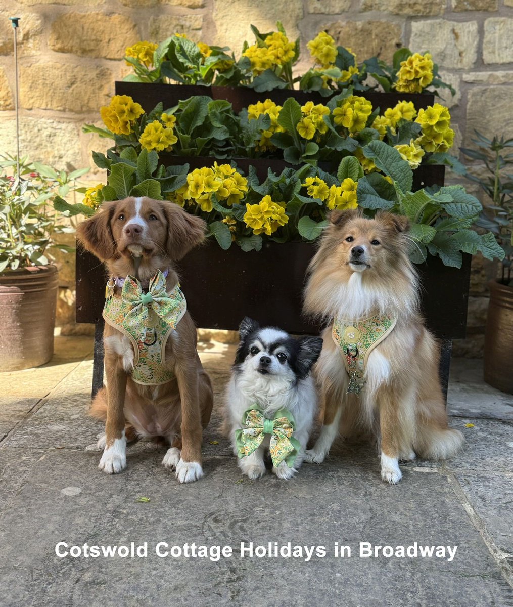 The Holiday Cottages (@theholidaycots) on Twitter photo Looking for a short break this September? Cotswold Cottages has the following special offer:
📅 Weekend stays: Book 2 nights, get the 3rd FREE!
📅 Midweek stays: Book 3 nights, get the 4th FREE!
theholidaycottages.co.uk/worcestershire…
theholidaycottages.co.uk/worcestershire…
theholidaycottages.co.uk/worcestershire…
#Pets Looking for a short break this September? Cotswold Cottages has the following special offer:
📅 Weekend stays: Book 2 nights, get the 3rd FREE!
📅 Midweek stays: Book 3 nights, get the 4th FREE!
theholidaycottages.co.uk/worcestershire…
theholidaycottages.co.uk/worcestershire…
theholidaycottages.co.uk/worcestershire…
#Pets