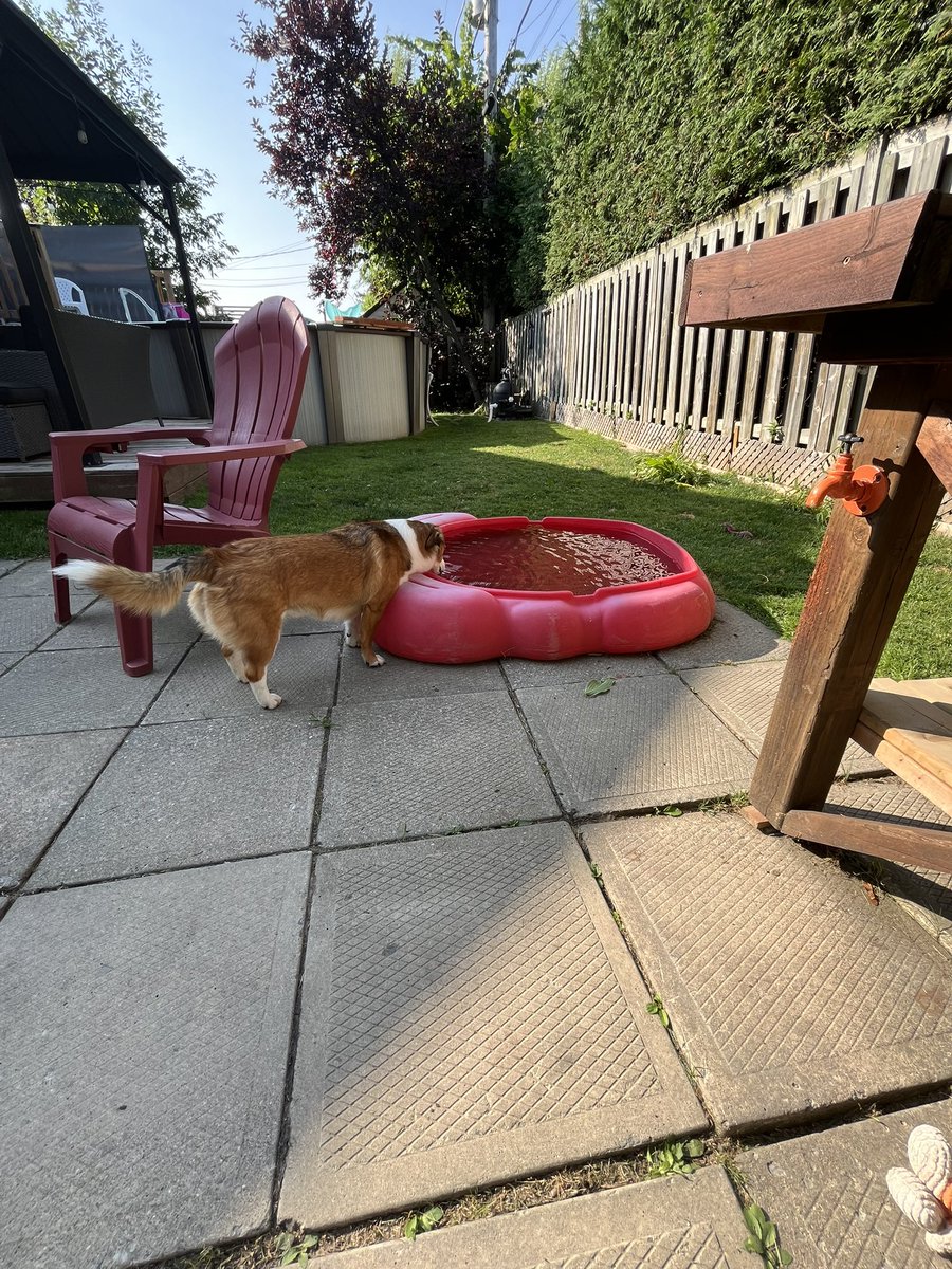 L’abreuvoir des chiens :)