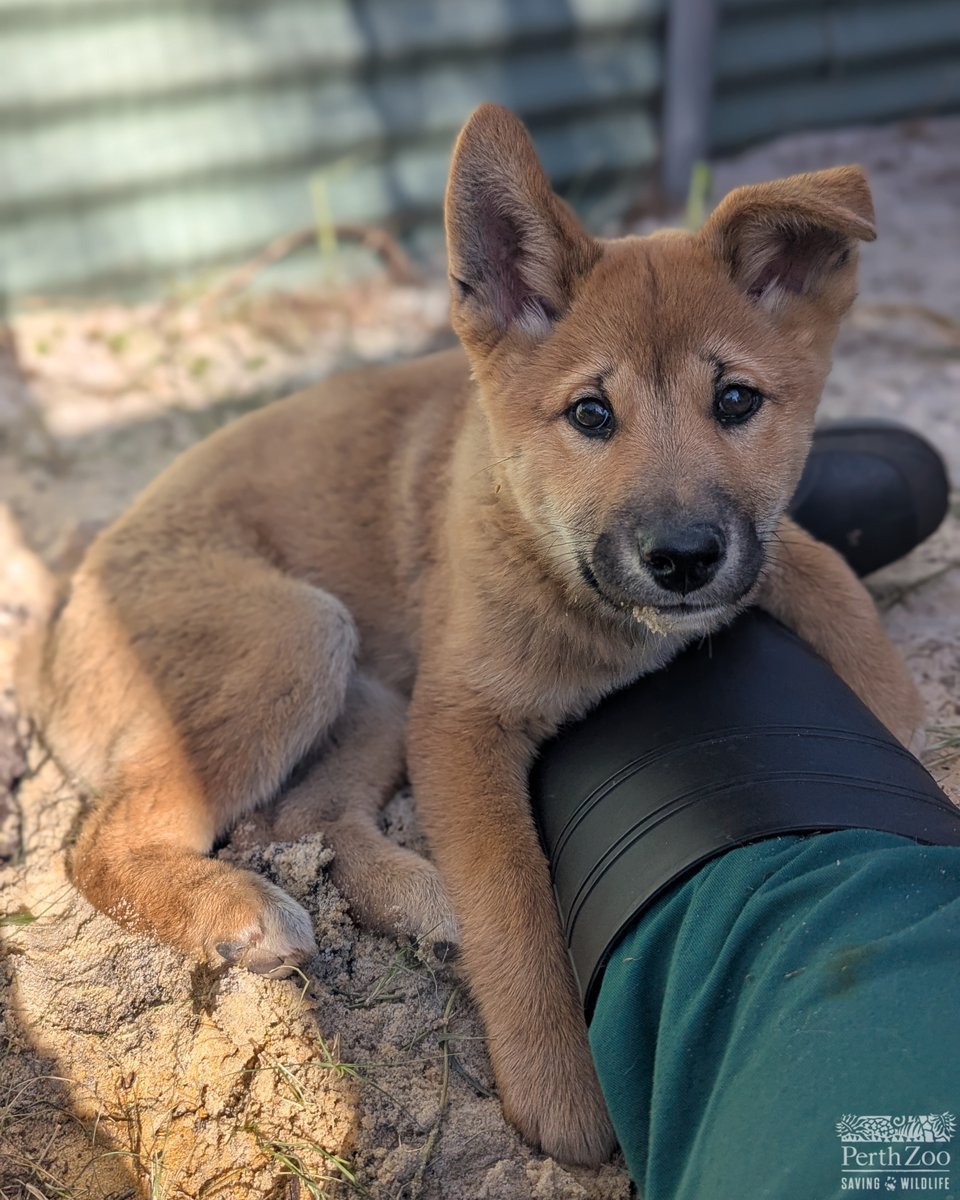 PerthZoo's tweet photo. More behind-the-scenes Dingo puppy perfection 😍

📸 Vet Nurses Peta, Izzy and Maddie https://t.co/qJh8iaUmJc