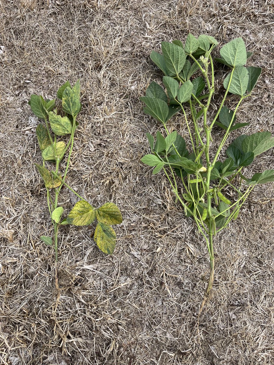 Alfalfa Mosaic Virus (AMV) in soybeans planted after first cut hay! The presence of aphids sure did not help.
<a href="/SynAgri_SEC/">SynAgri</a> <a href="/GillesQuesnel/">Gilles Quesnel</a>
#ontag