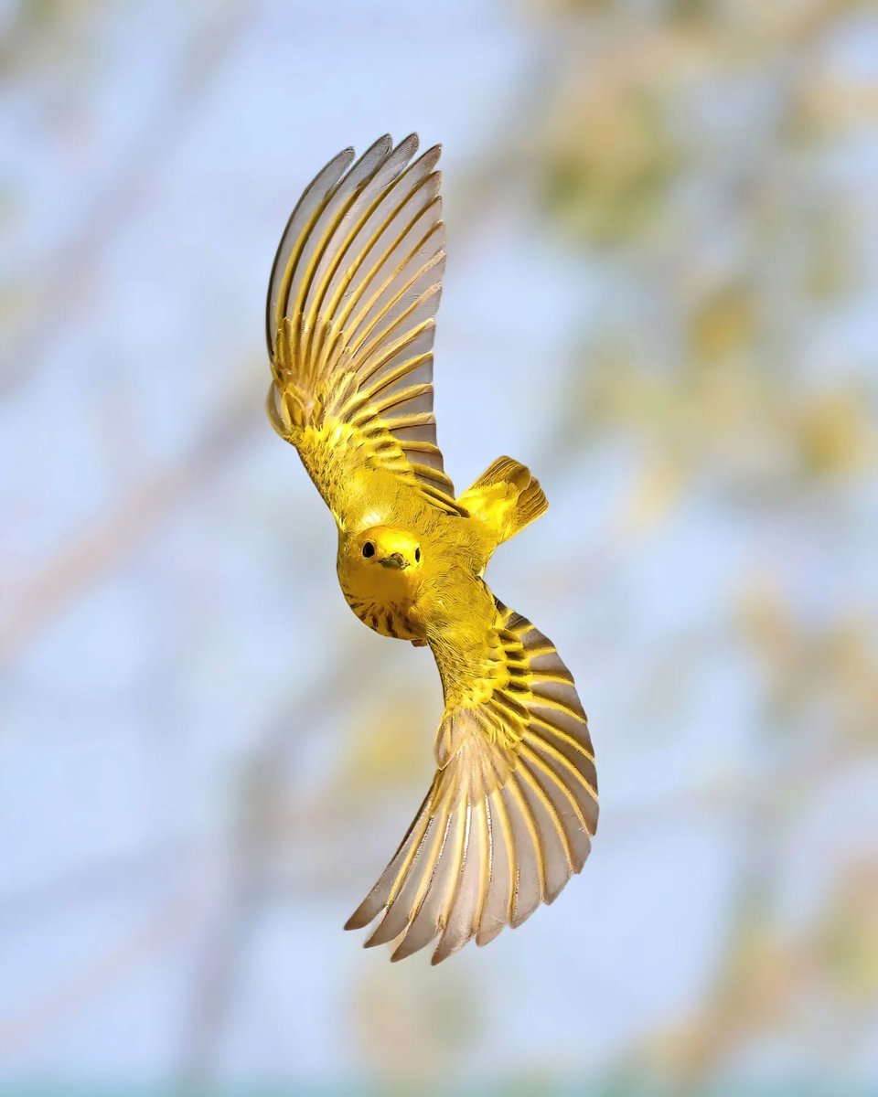 MbarkCherguia's tweet image. American Yellow Warblers 💛 in bright sun 🌞 is something to behold.

📷 IG: glen.noyer ©️🇺🇸

#Michigan #canon #photograghy