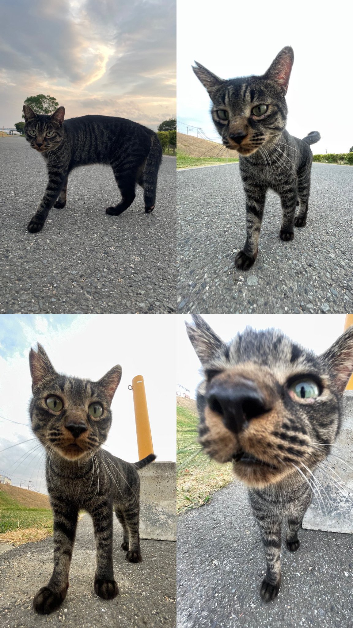 ねこねこみゃー みけねこ。 on X: 