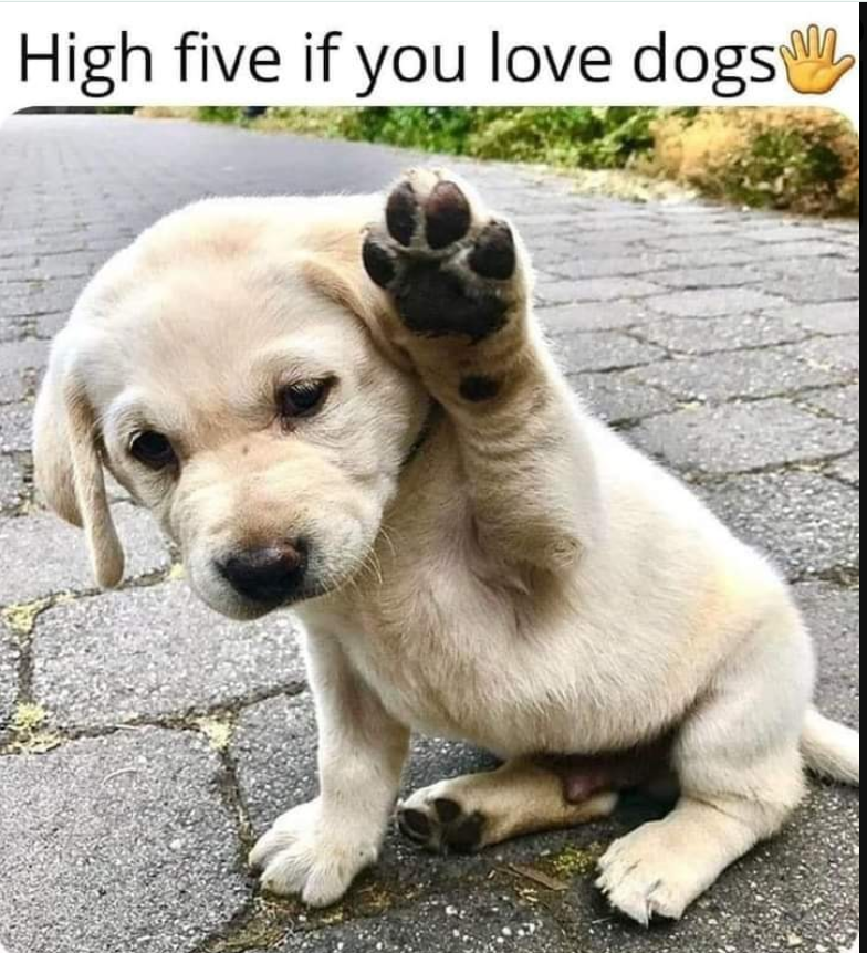 High five if you love dogs👋