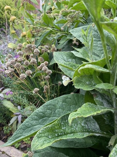 People at Growing Lives took part in Big Butterfly Count this summer, spotting species like Large Whites and Red Admirals in our beautiful garden there. A great way to enjoy nature, practise mindfulness, and connect with the outdoors!   #BigButterflyCount #GrowingLives ☀️ 😊 🦋