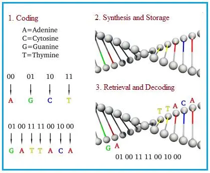 grandsoldeus's tweet photo. 🧵 DNA Data Storage: You’re Not Ready For! 

1/ What’s DNA Data Storage?
It’s digital data stored in synthetic DNA. Forget hard drives—this is biology as your hard drive! Encode 0s and 1s. A gram of DNA can hold 215 PB. That’s all the world’s data in a shoebox. https://t.co/b70l6ct6OI