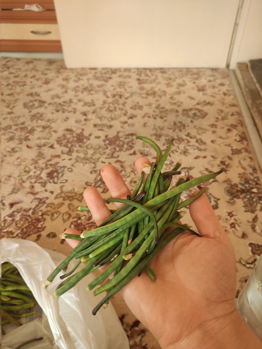 Hamileliğimde tek aşerdiğim o sebze... Börülce bizim burada yöresel ismiyle karnıkara 🥲 Şunu internetten arayıp bulmuştum sıcaktan elime bozulmuş olarak ulaşmıştı. Şimdi börülce cennetindeyim 🥺