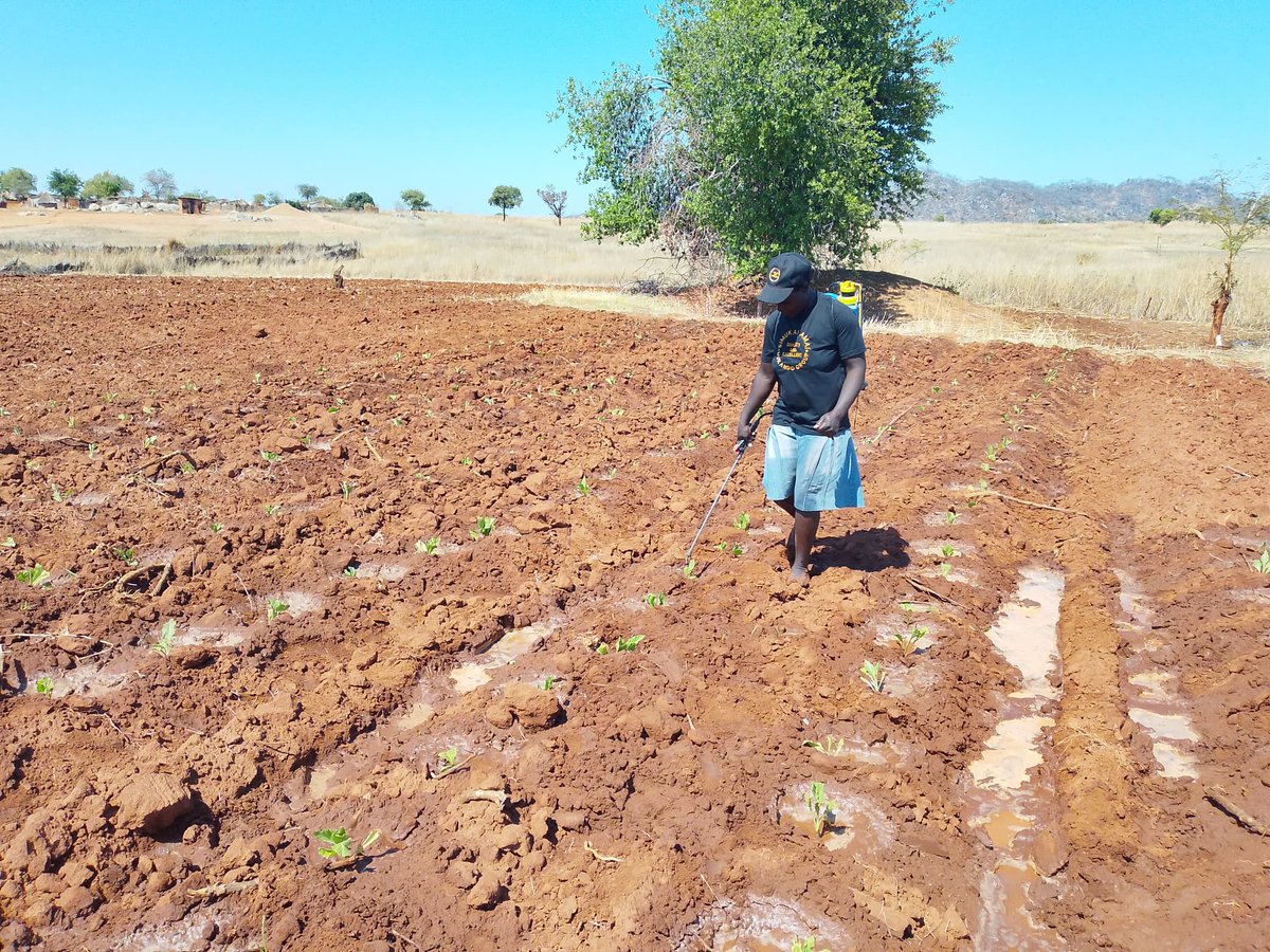 With the start of the 2025/2026 tobacco farming season, remember that no children are allowed in tobacco handling facilities. Children belong in school, not in tobacco fields.

Let's practice sustainable Agricultural Labour Practices (ALP) without child labor and invest in