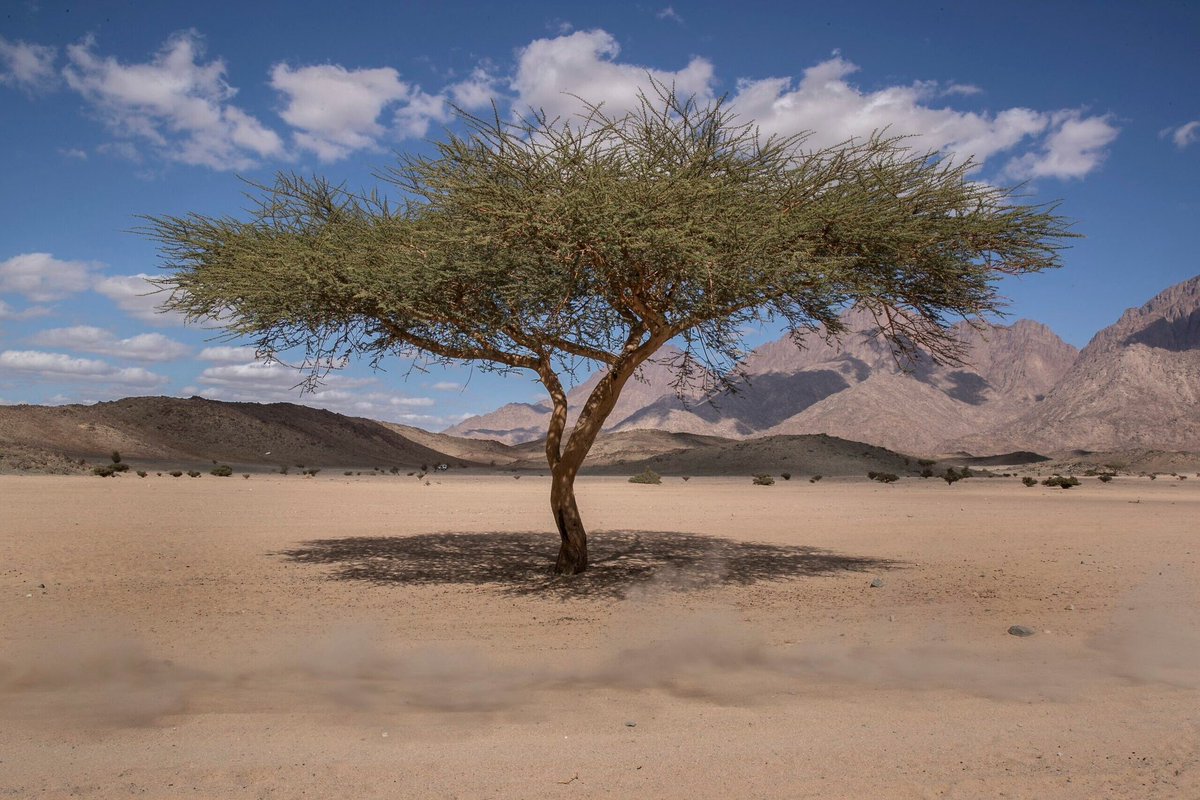 أرصاديا ينتهي فصل #الصيف بعد 25 يوما في 31 اغسطس

وفلكيا ينتهي #الصيف بعد 46 يوما في 21 سبتمبر

وفعليا على ارض الواقع والملاحظ في معظم الأعوام ينتهي فصل #الصيف بعد 60 يوما تقريبا في 10 اكتوبر حيث تنخفض درجات الحرارة عن حاجز 40 درجة مئوية في اغلب المناطق