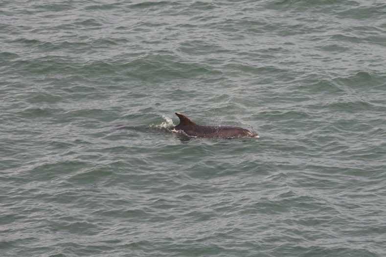 Distant Bottle Nosed Dolphins off Mwnt this morning.