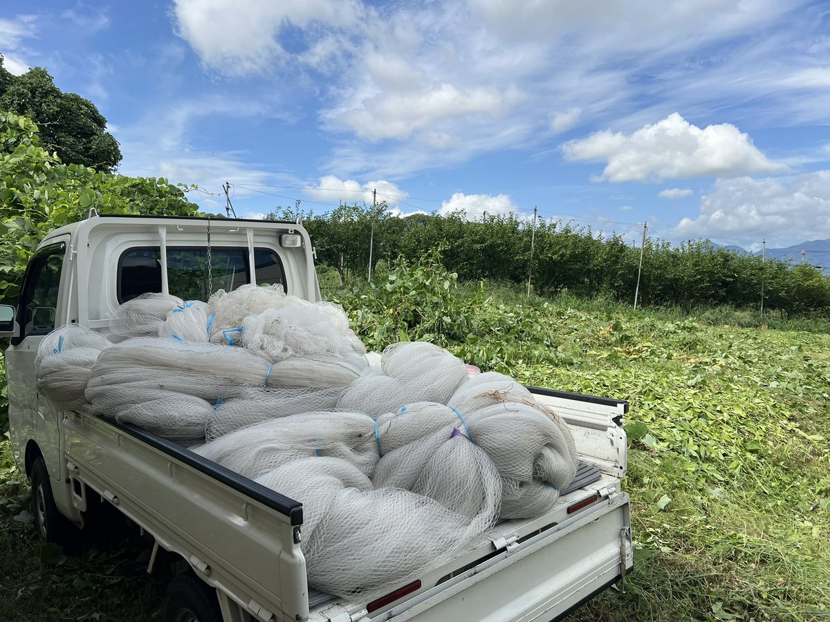 今日はブルーベリーの防鳥ネット片付けを。
これで今年のブルーベリー作業は終わりました。また来年ですね。

午後は山形からの視察対応。
お盆までは、あとは法面の草刈り作業がメインになりますね。

#りんご　#盛岡