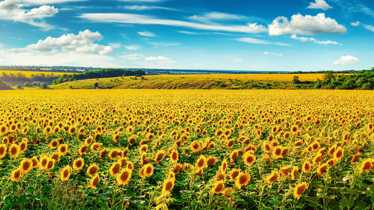 🌾 “The earth laughs in flowers.” — Ralph Waldo Emerson
August is a time of abundance, but healthy harvests start with healthy soil.
Let’s protect the ground beneath our feet. 🌍
#SafeSoilUK #RegenerativeFarming #SoilHealth #NatureQuote #AugustVibes #RalphWaldoEmerson #sunflowers