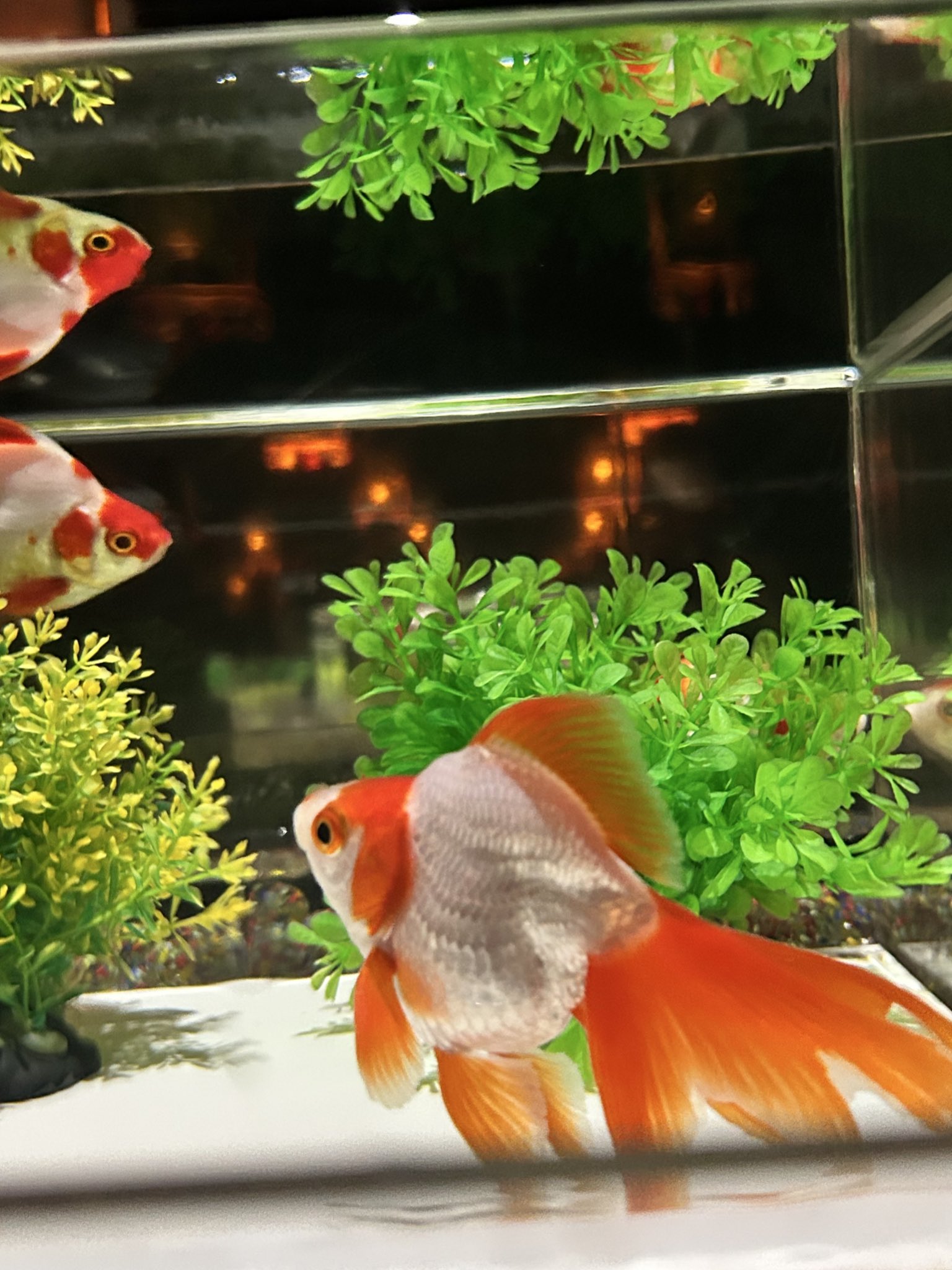 ♡シーグラスアート 金魚さんに会いにいっちゃった♪ 金魚鉢とうさぎさん達♡ シーグラスアート 猫と金魚鉢 - メルカリ