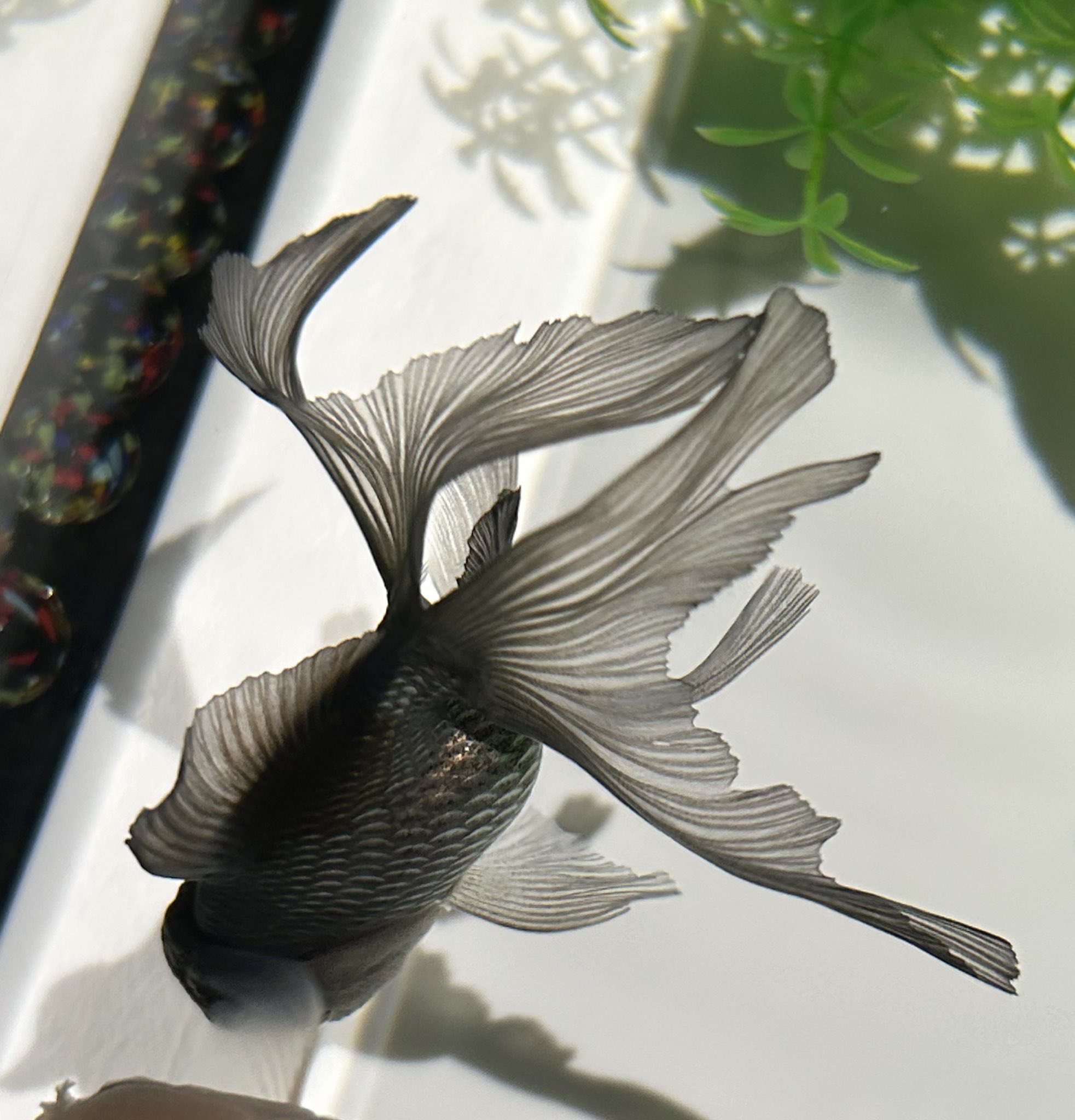 金魚アート - 金属製 GWはGF⁉（Gold Fish＝金魚） 今年のGWは日本最大級の金魚アート
