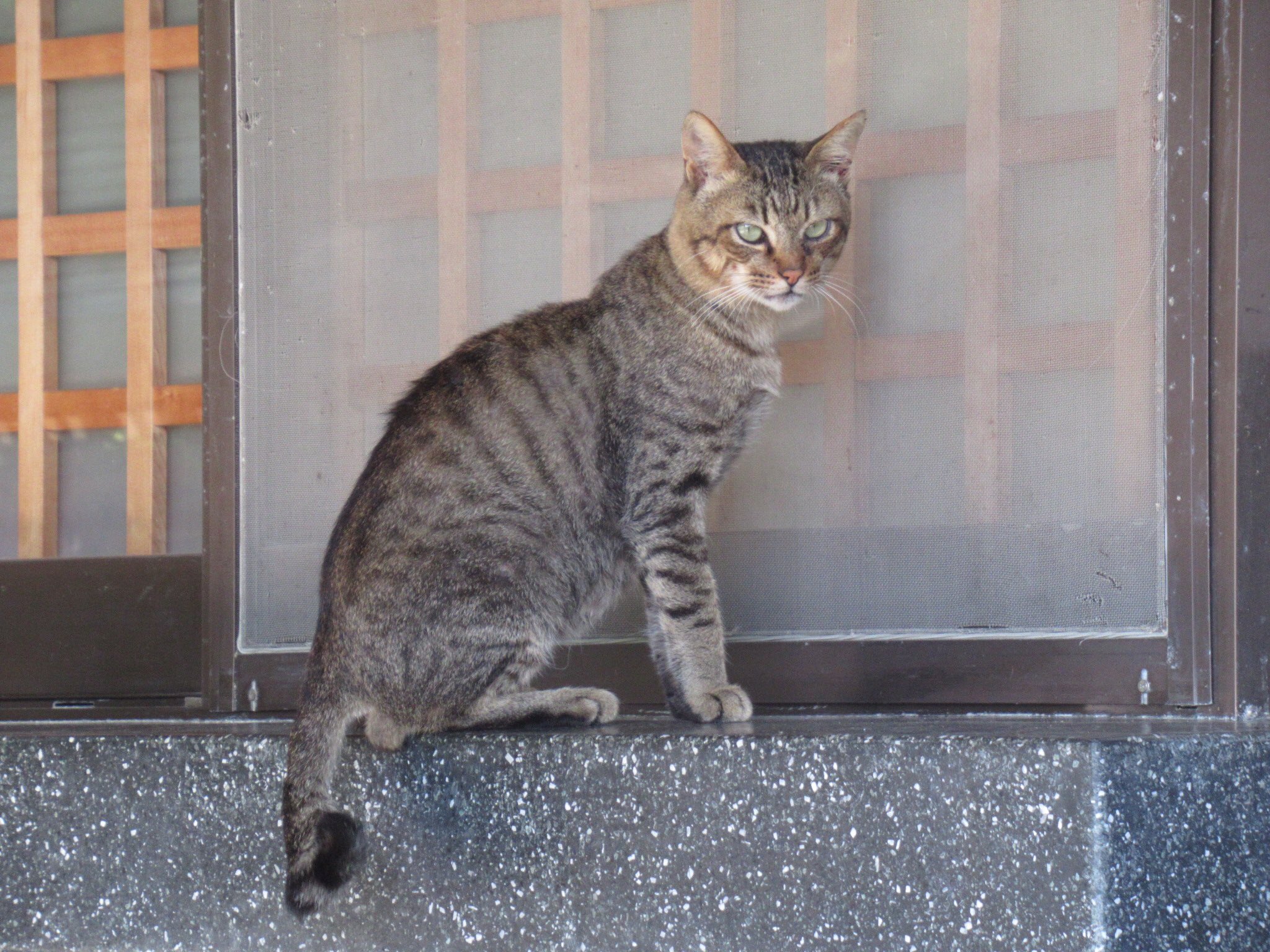 ねこ葉っぱ タカノ on X: