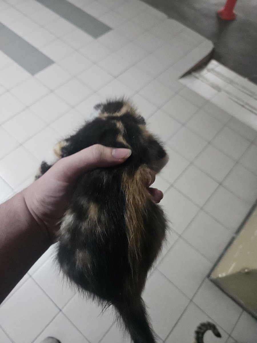 Ivevnie's tweet image. I wanna bring it home