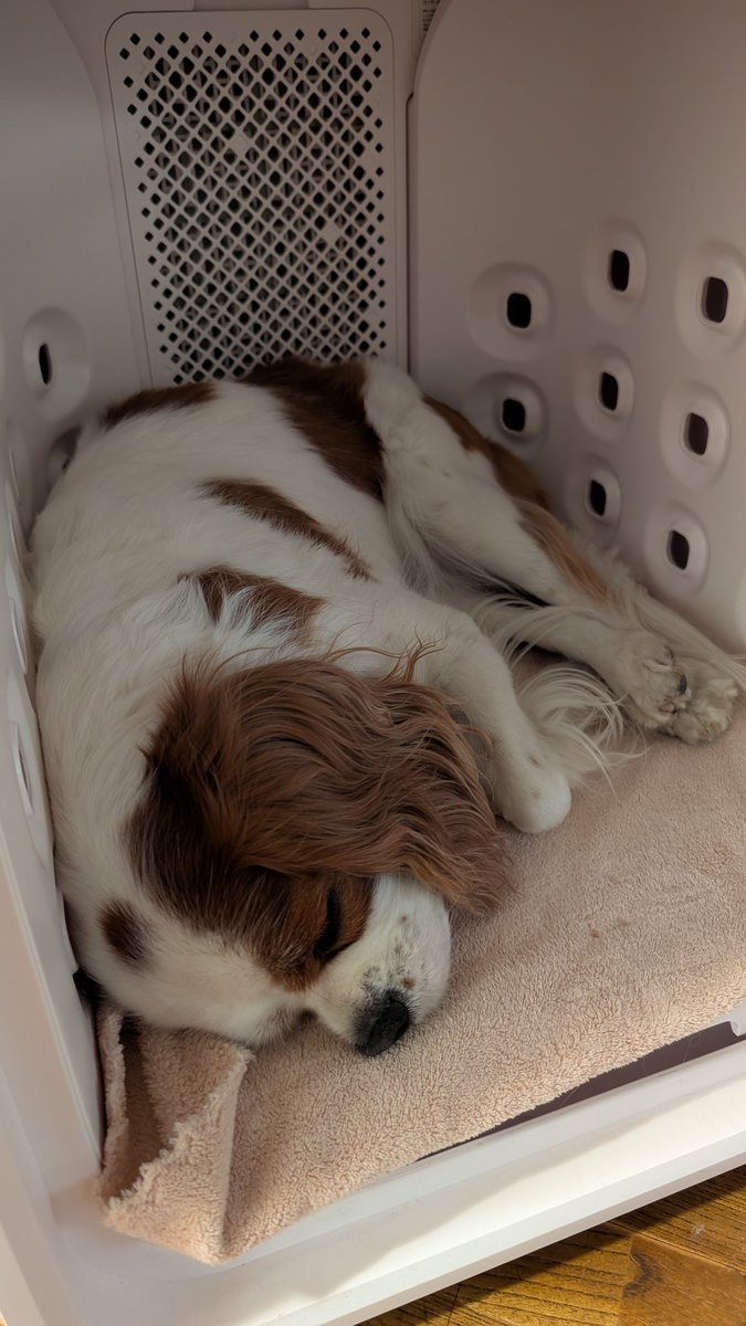 チョコちゃん、雷様が怖くて
ドライルームへ避難(⁠;⁠ŏ⁠﹏⁠ŏ⁠)
ようやく、⚡️いなくなって、
緊張していたのか、疲れてそのまま
寝ちゃった🐶💤