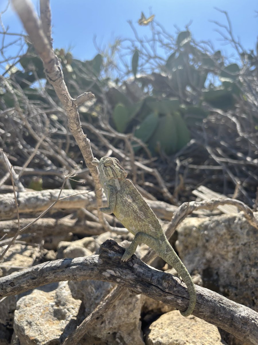 Found this beautiful creature about to cross a busy road, took him to our fields right after