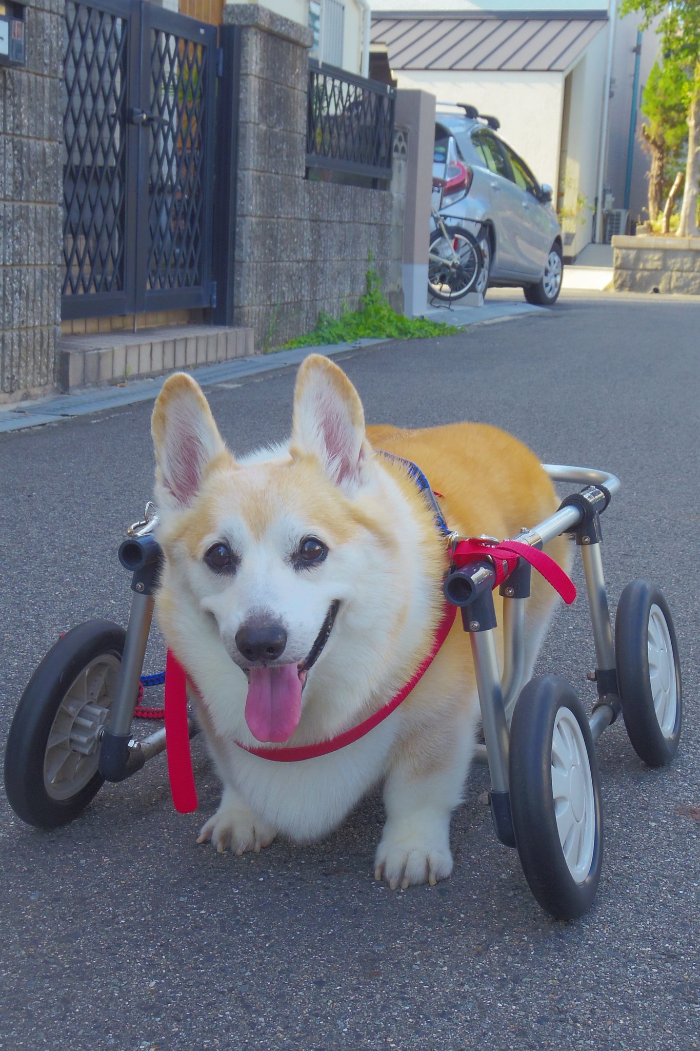 いち！にの！コーギー ただいま  LMCコンプリート ≪2月の新商品≫いちにのコーギーただいま☆アミューズプライズ