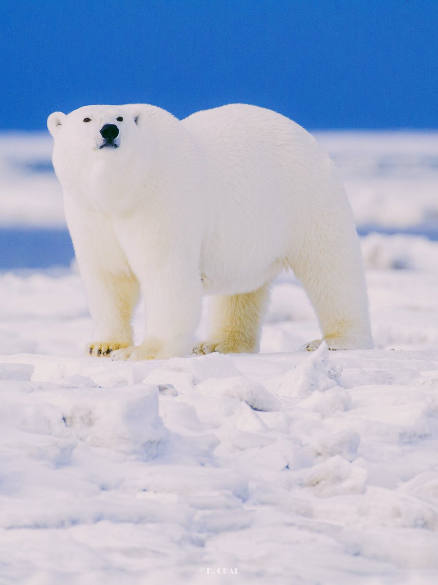 알래스카의 북쪽 끝에서 만난 북극곰. 잘지내고 있니?