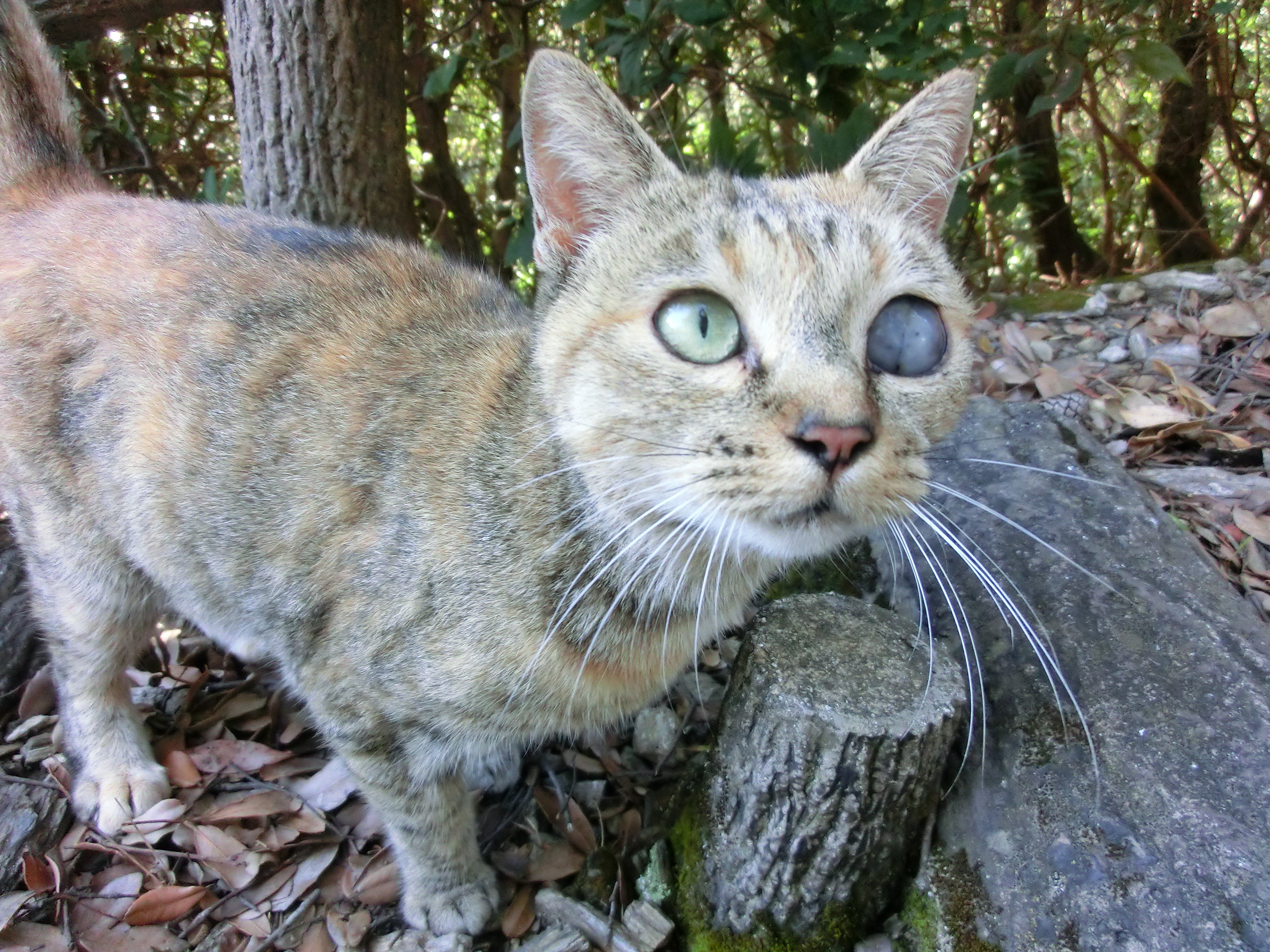 野良猫樣專用。8号送达 野良猫樣專用。8号送达 野良猫樣專用。8号送达