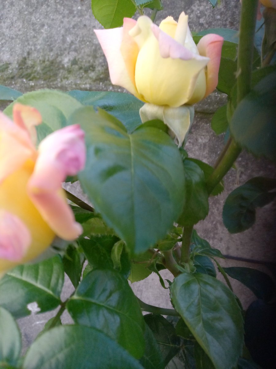 #BuongiornoATutti e un sereno mercoledì. 💚🌤️🍀
