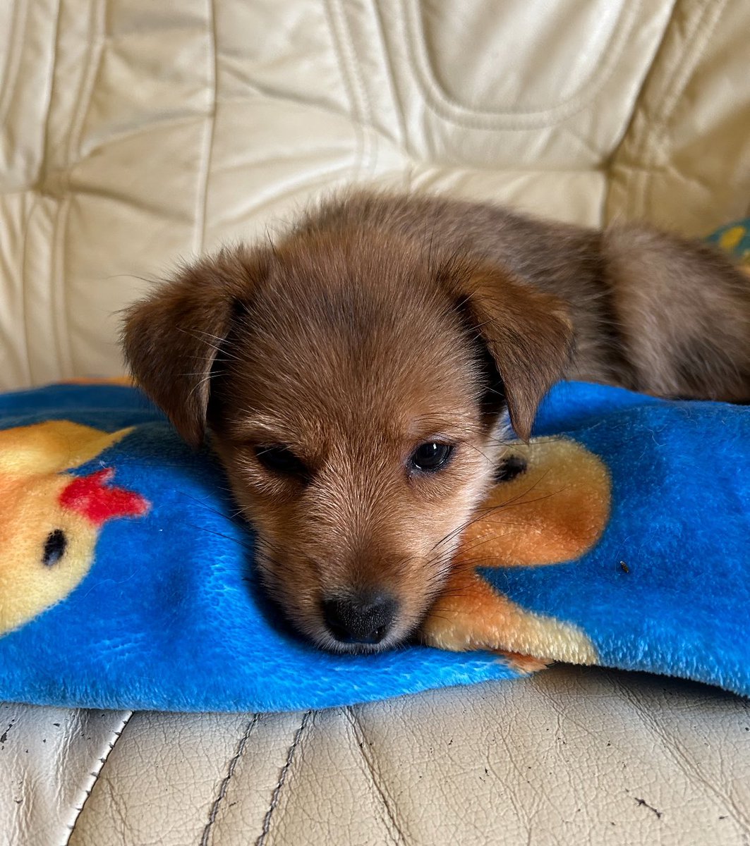 Can you believe that Dad had the cheek to leave me with Mum for 10 minutes while he went to the shop WITHOUT me?! I got Mum to send him this. He’s on a RIGHT guilt trip now! 🥹🥹😂😂😊😊🐶🐶