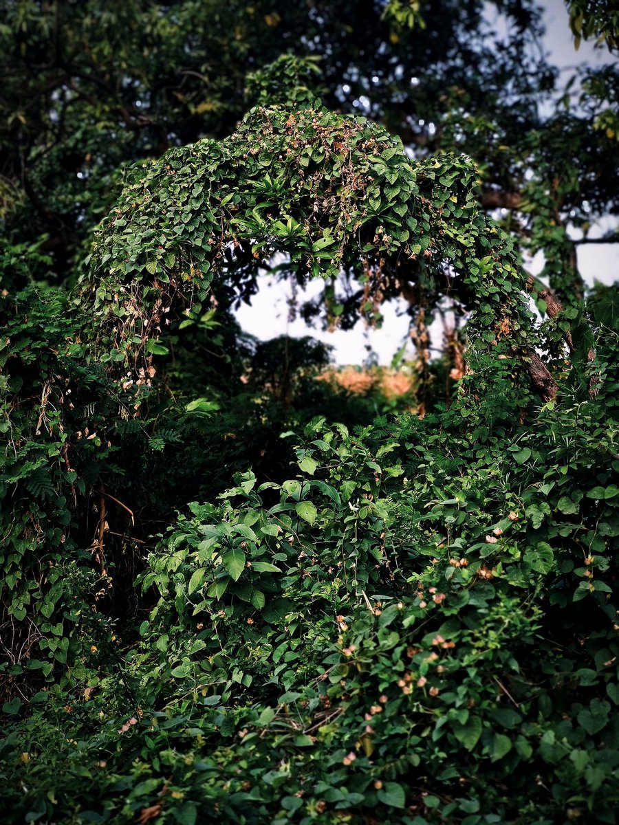 Art_StrainD's tweet photo. Mencoba memfoto blakang rumah, menemukan hal menarik secara alami 😯.
#NatureGate #GreenScenery https://t.co/oot4YZm5wB