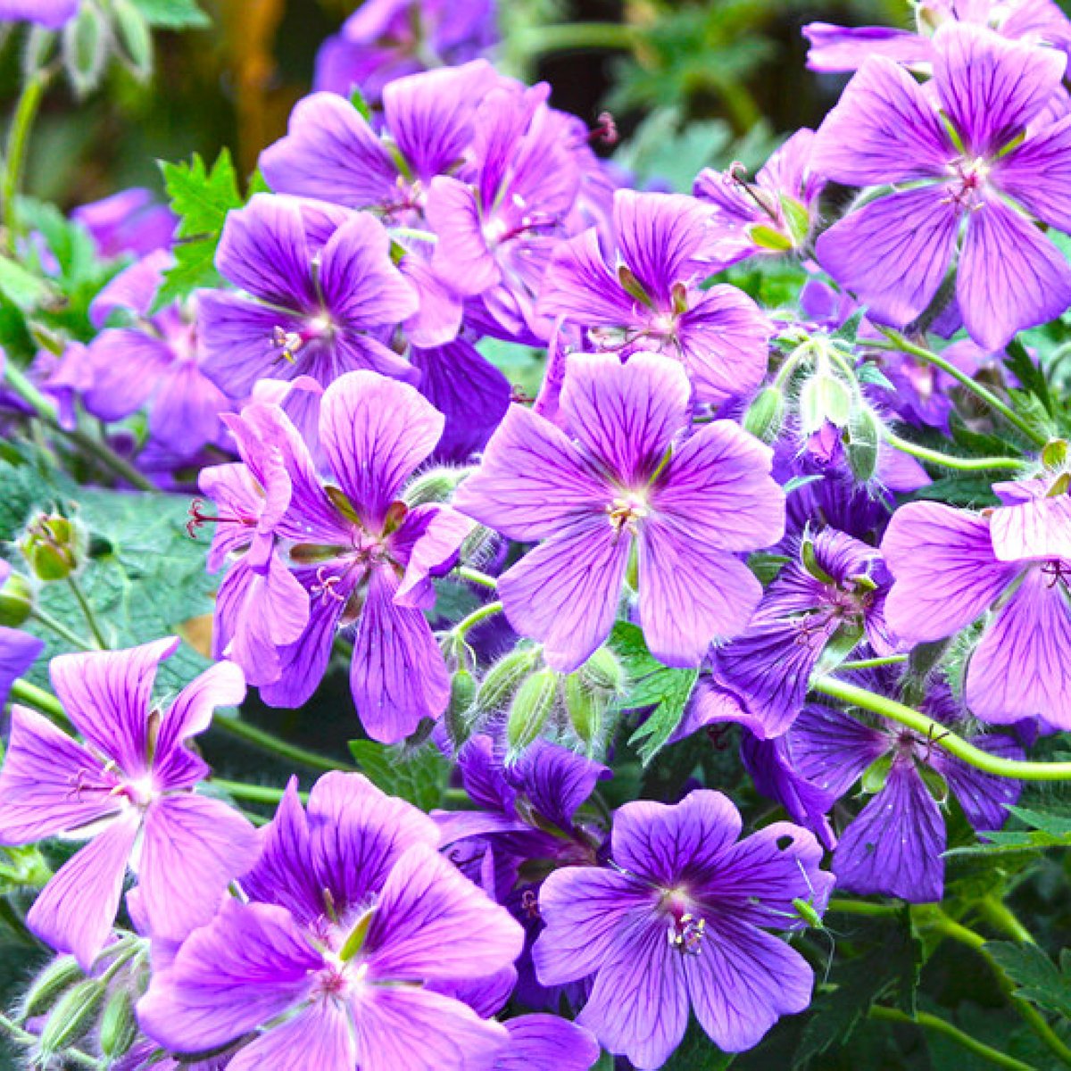 Some Geranium's to brighten up your day😁