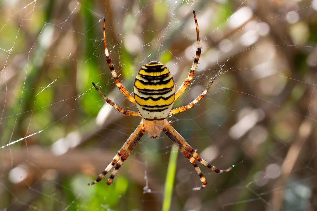 dave_b_james's tweet image. I was very please to find my first local Wasp Spiders yesterday at Wootton Pocket Park in Northampton. I’ve submitted the records to the spider recording scheme. I’m hoping to find a few more over the coming days! @BritishSpiders