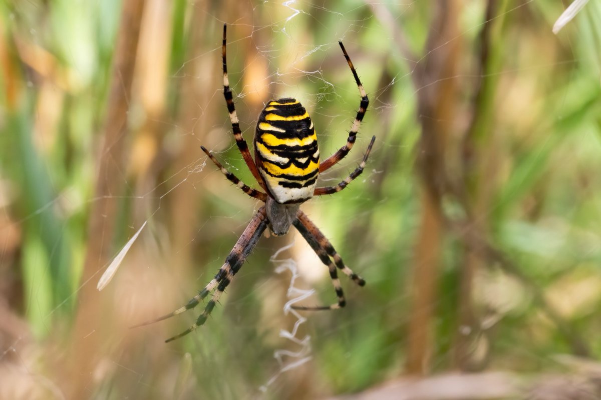dave_b_james's tweet image. I was very please to find my first local Wasp Spiders yesterday at Wootton Pocket Park in Northampton. I’ve submitted the records to the spider recording scheme. I’m hoping to find a few more over the coming days! @BritishSpiders