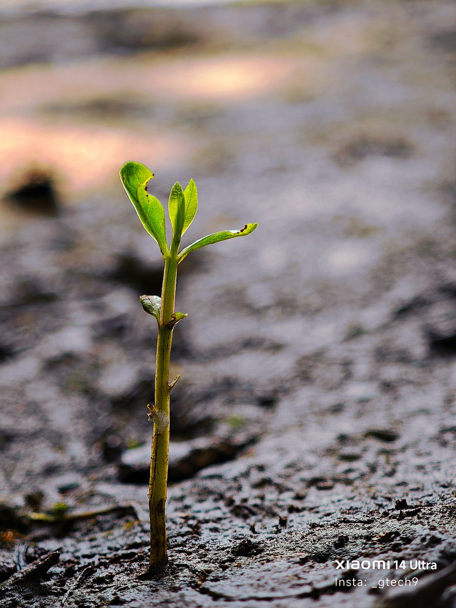 Gaurav Kumar (@_gtech9) on Twitter photo In the quiet embrace of soil, hope dares to rise....
#newbeginnings #naturespeaks #NaturePhotography #NaturePhotography #NatureLovers #nature #ShotOnSnapdragon
#Xiaomi14Ultra #lenstolegend <a href="/XiaomiIndia/">Xiaomi India</a> <a href="/RedmiIndia/">Redmi India</a> <a href="/Snapdragon/">Snapdragon</a> <a href="/Snapdragon_IN/">Snapdragon India</a> #XiaomiCreatorsCircle In the quiet embrace of soil, hope dares to rise....
#newbeginnings #naturespeaks #NaturePhotography #NaturePhotography #NatureLovers #nature #ShotOnSnapdragon
#Xiaomi14Ultra #lenstolegend <a href="/XiaomiIndia/">Xiaomi India</a> <a href="/RedmiIndia/">Redmi India</a> <a href="/Snapdragon/">Snapdragon</a> <a href="/Snapdragon_IN/">Snapdragon India</a> #XiaomiCreatorsCircle