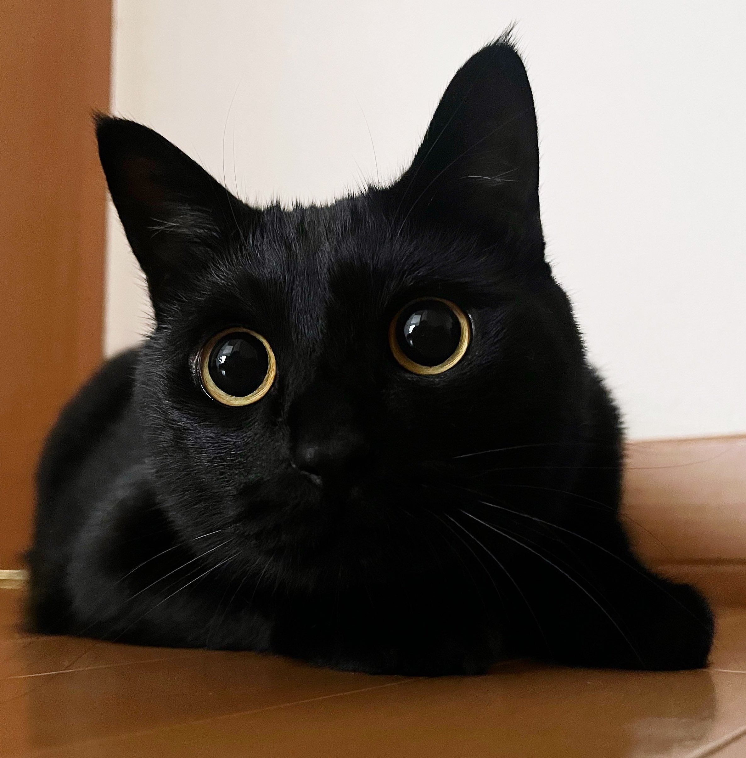 南国の黒猫  Flying Girl Black Cat: Rare cat fortunes have unexpected