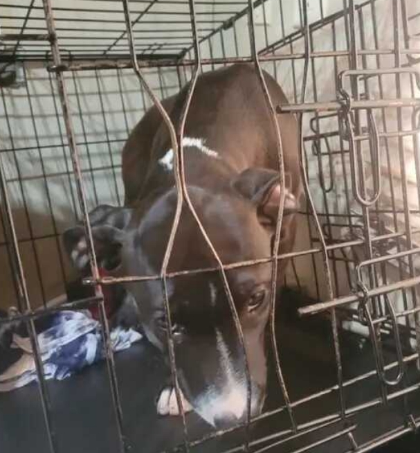 _DOGPOOL_'s tweet image. This is what I found the other day.  She lived in this cage for 2 years.  Animal Control couldn't or wouldn't do anything, so I got a call.   

They claimed she is destructive.  I offered them $100 to take their problem away.  She is now in the hands of a foster and is thriving.…