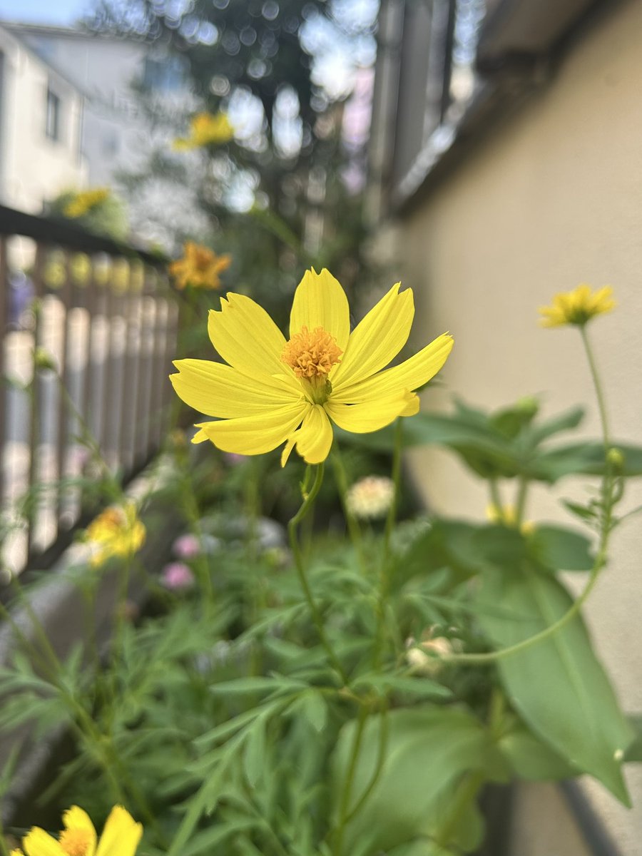 #キバナコスモス（黄花秋桜）
自宅で種から
枝分かれして、花が増えてきました