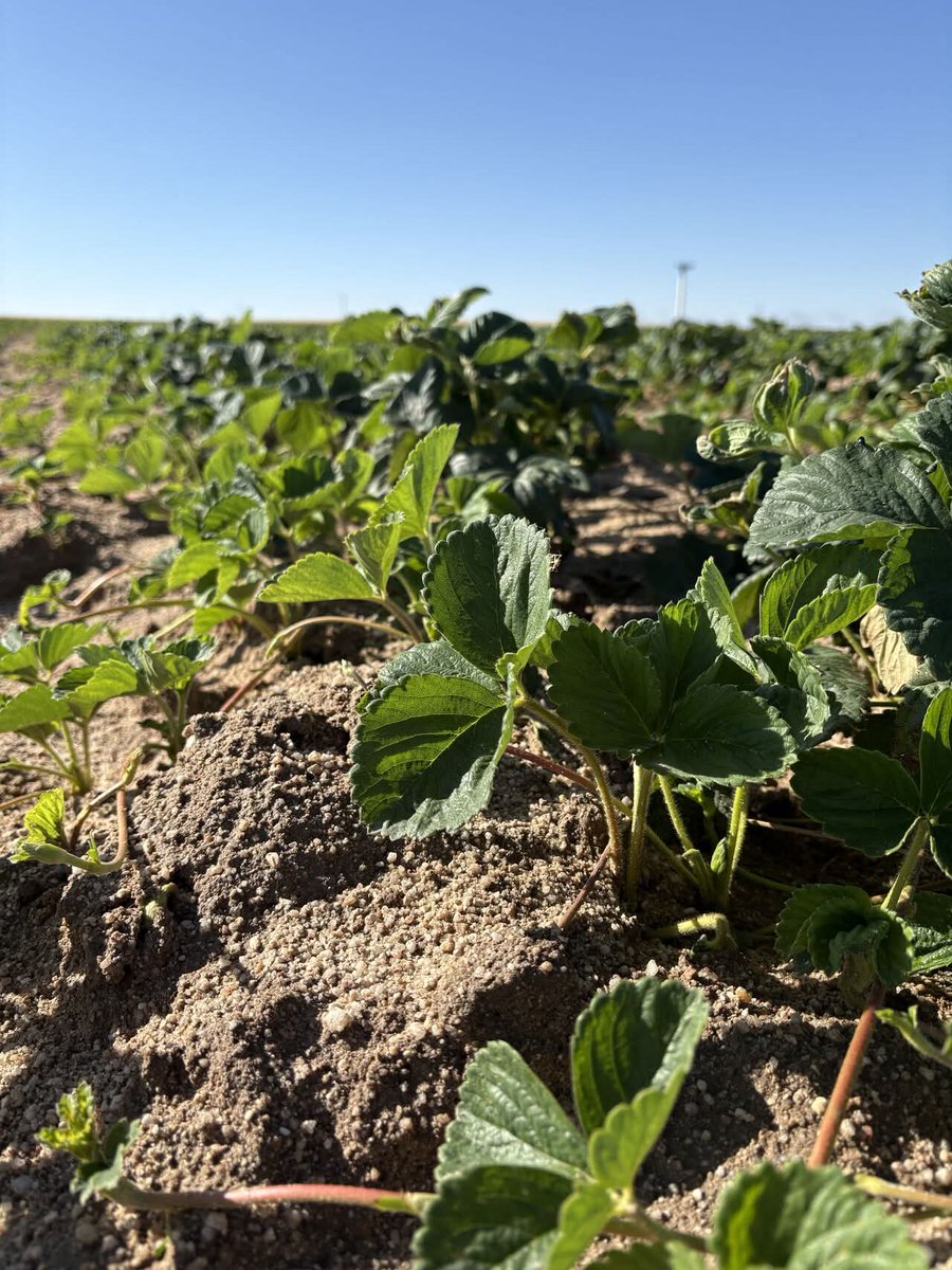 🍓  ¡𝐂ó𝐦𝐨 𝐜𝐫𝐞𝐜𝐞𝐧 𝐧𝐮𝐞𝐬𝐭𝐫𝐚𝐬 𝐩𝐥𝐚𝐧𝐭𝐚𝐬 𝐝𝐞 𝐟𝐫𝐞𝐬𝐚𝐬! Los cuidados de nuestros técnicos y las óptimas condiciones en nuestros viveros de 𝐂𝐚𝐛𝐞𝐳𝐚𝐬 𝐝𝐞 𝐀𝐥𝐚𝐦𝐛𝐫𝐞 han contribuido a que se desarrollen rápidamente.
#grufesa #FrutosRojosHuelva