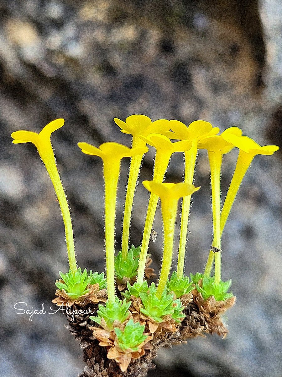 Dionysia tacamahaca Liden
Primulaceae
Endemic 
Dalahoo, Kermanshah, Iran
April 2025
Elevation: 1800m
This species was described in 2007 by professor Magnus Lidén 
#dionysia #Primulaceae #sajadalipour #botany #ecology #iran
