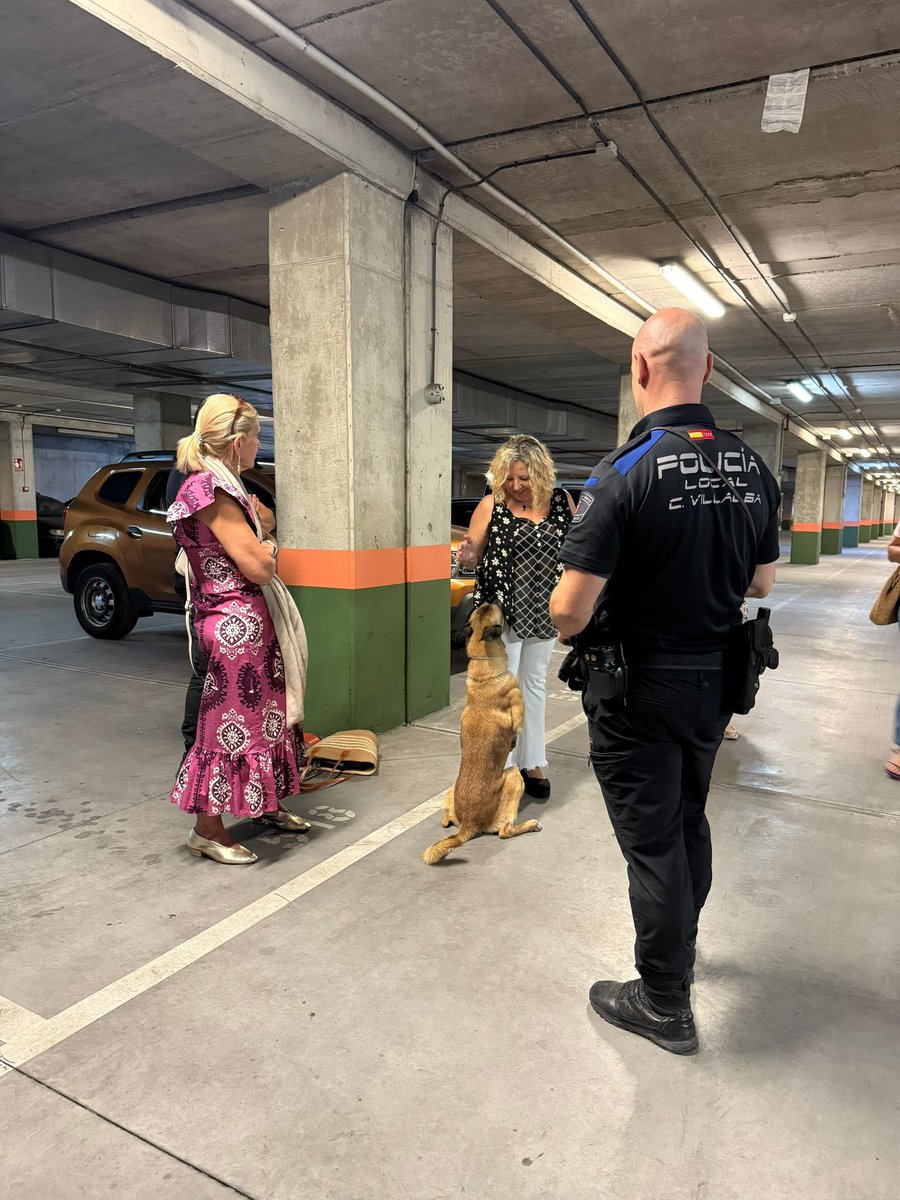 📍 El 30 de julio, Collado Villalba fue sede de un entrenamiento nacional de unidades caninas especializadas en detección de drogas 🐾👮🏻‍♂️

👥 Participaron 24 agentes de distintas Policías Locales y personal penitenciario

🐶 Dingo y Cora de nuestra unidad canina como protagonistas