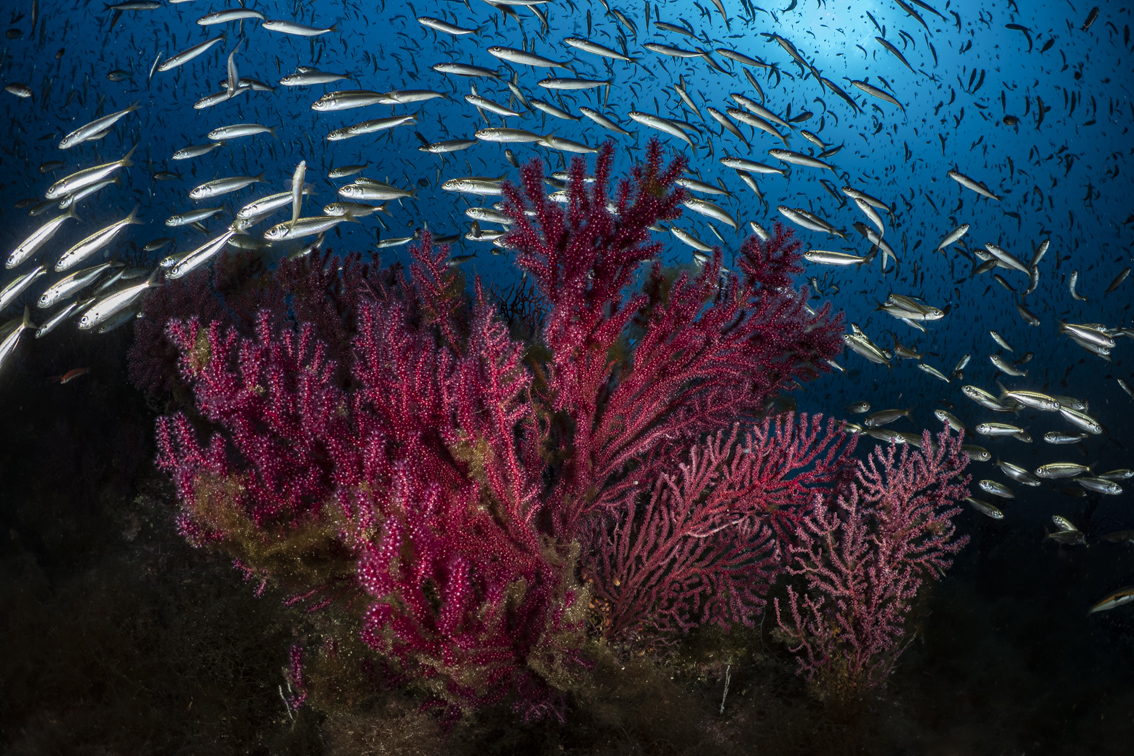 In this cross-journal Special Feature, published across the <a href="/AnimalEcology/">Journal of Animal Ecology</a> , <a href="/JEcology/">Journal of Ecology</a> , and <a href="/FunEcology/">Functional Ecology</a>  we present a collection of 13 studies that address some of the most pressing knowledge gaps in MHW ecology. 
🌊🔥👇

besjournals.onlinelibrary.wiley.com/doi/toc/10.100…