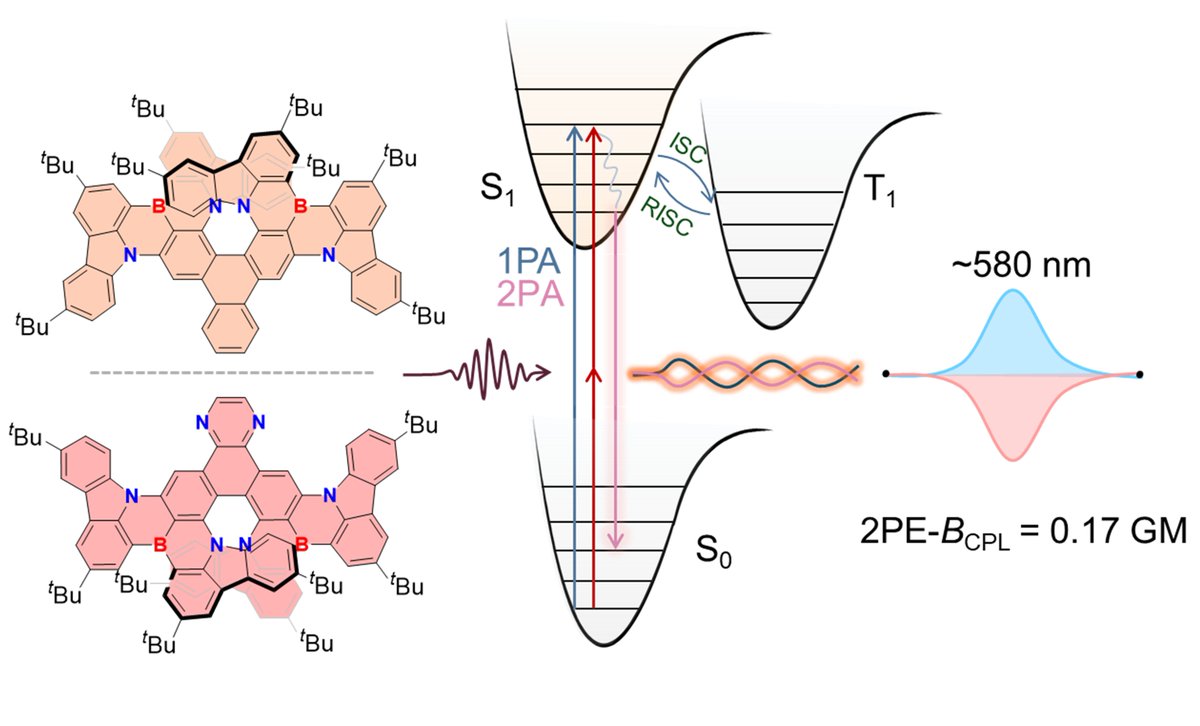 ezc_group's tweet image. Check out our most recent contribution in collab with the Pal group at @durham_uni in @ChemRxiv (doi.org/10.26434/chemr…) where we document the first examples of 2-photon absorbing (#2PA) #CPL from a chiral #mrtadf emitter. @StAndrewsChem @StAndrewsOsc